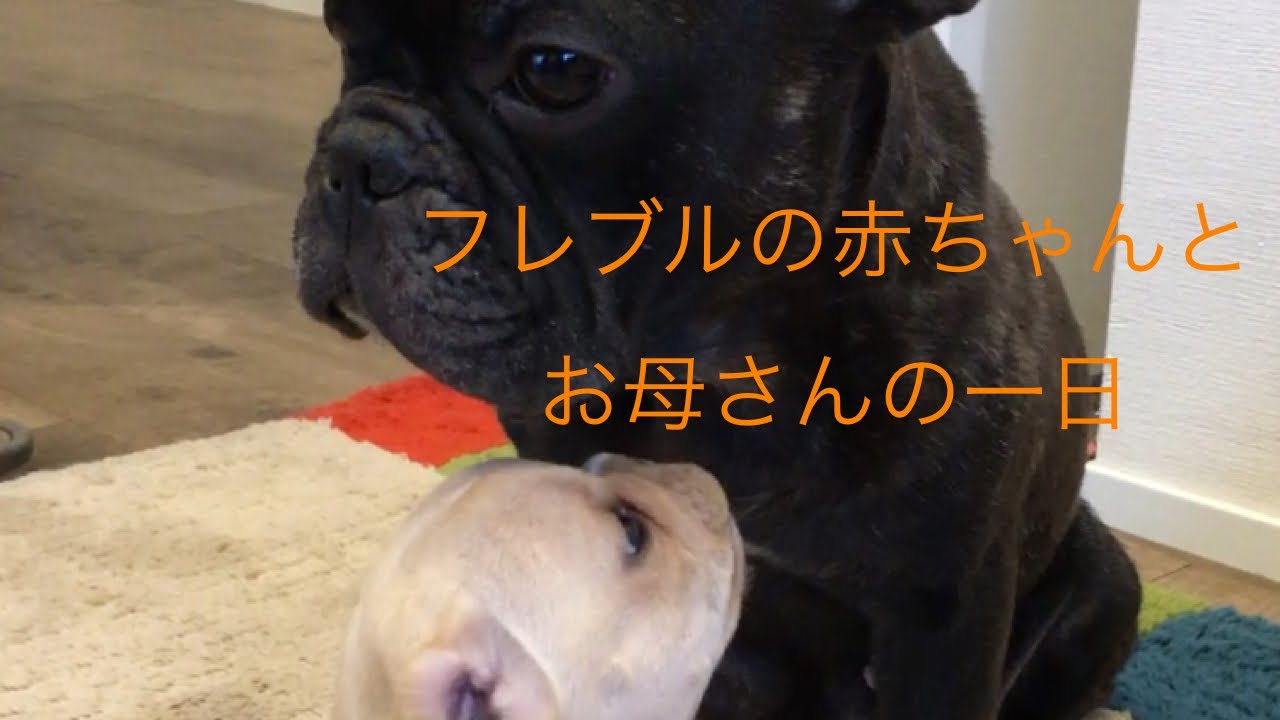 フレンチブルドッグの赤ちゃんとお母さん 親子の一日 Youtube
