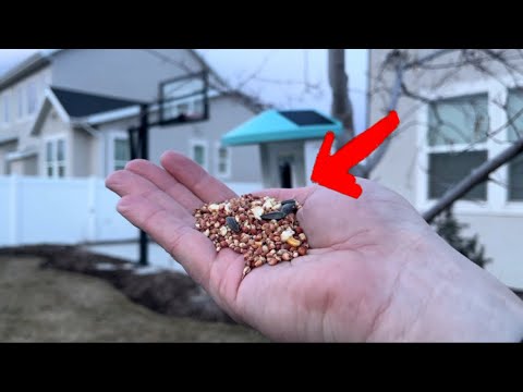 Wagner's 53002 Farmer's Delight Wild Bird Food Review! Your Ultimate Treat for Backyard Birds