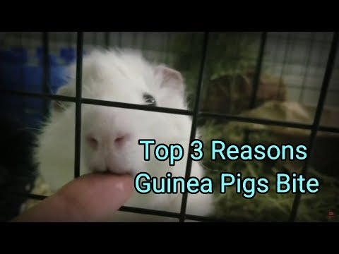 Video: Zal een cavia je bijten?