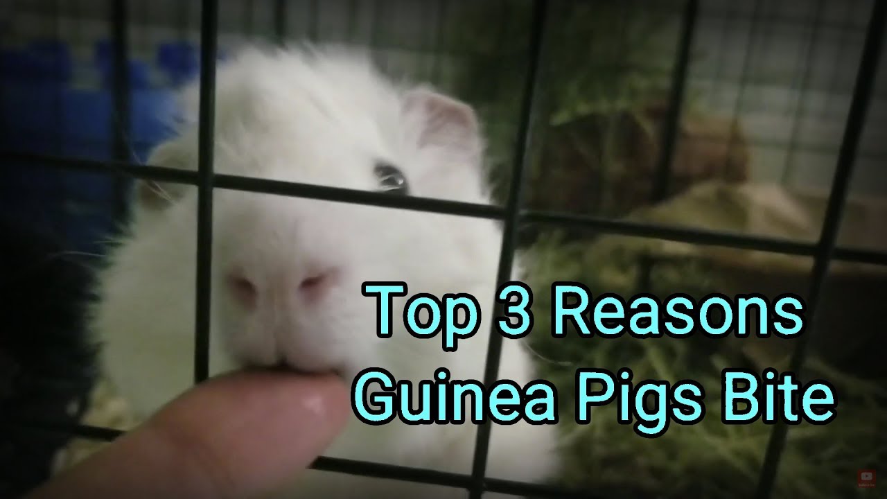 Top 3 Reasons Guinea Pigs Bite