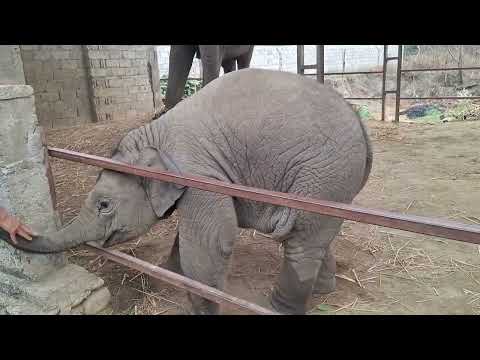 Elephant at Nepal #elephant #elephants #wildlife #elephantvideo #elephantlove