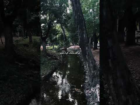 هلى اهتمامي فكر بايامي ناصيف زيتون حلوة