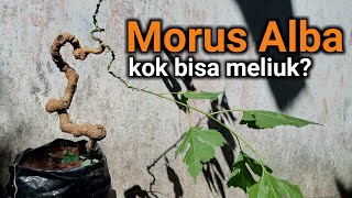 Tips dan Trik Membuat Bonsai Meliuk Tanpa Bunyi Krek | Edisi Bonsai Murbei