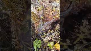 Plainfin Midshipman found during super low tide