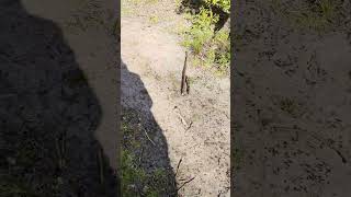 Wood Ant super highway!