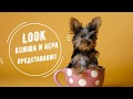 Смешные собаки отжигают))) Видео для поднятия настроения!