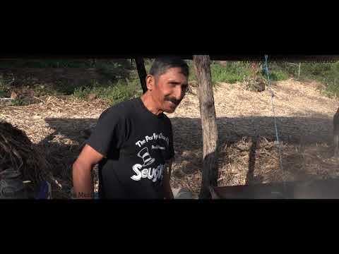 Is Piloncillo Jaggery