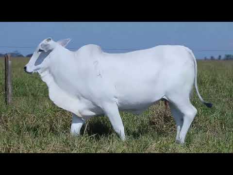 LOTE 17   HAJP 219