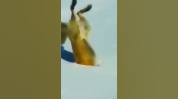 golden eagle watch in fox#shorts