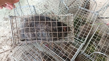 Đặt bẩy chuột dính một em cống khủng vs chuột cơm bao mặp