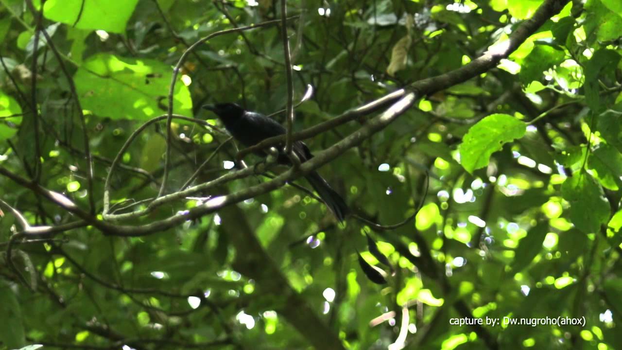 Raw Fottage Srigunting Bukit Lesser Racquet Tailed Drongo