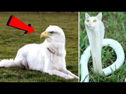 15 Amazing Animals You Need To know