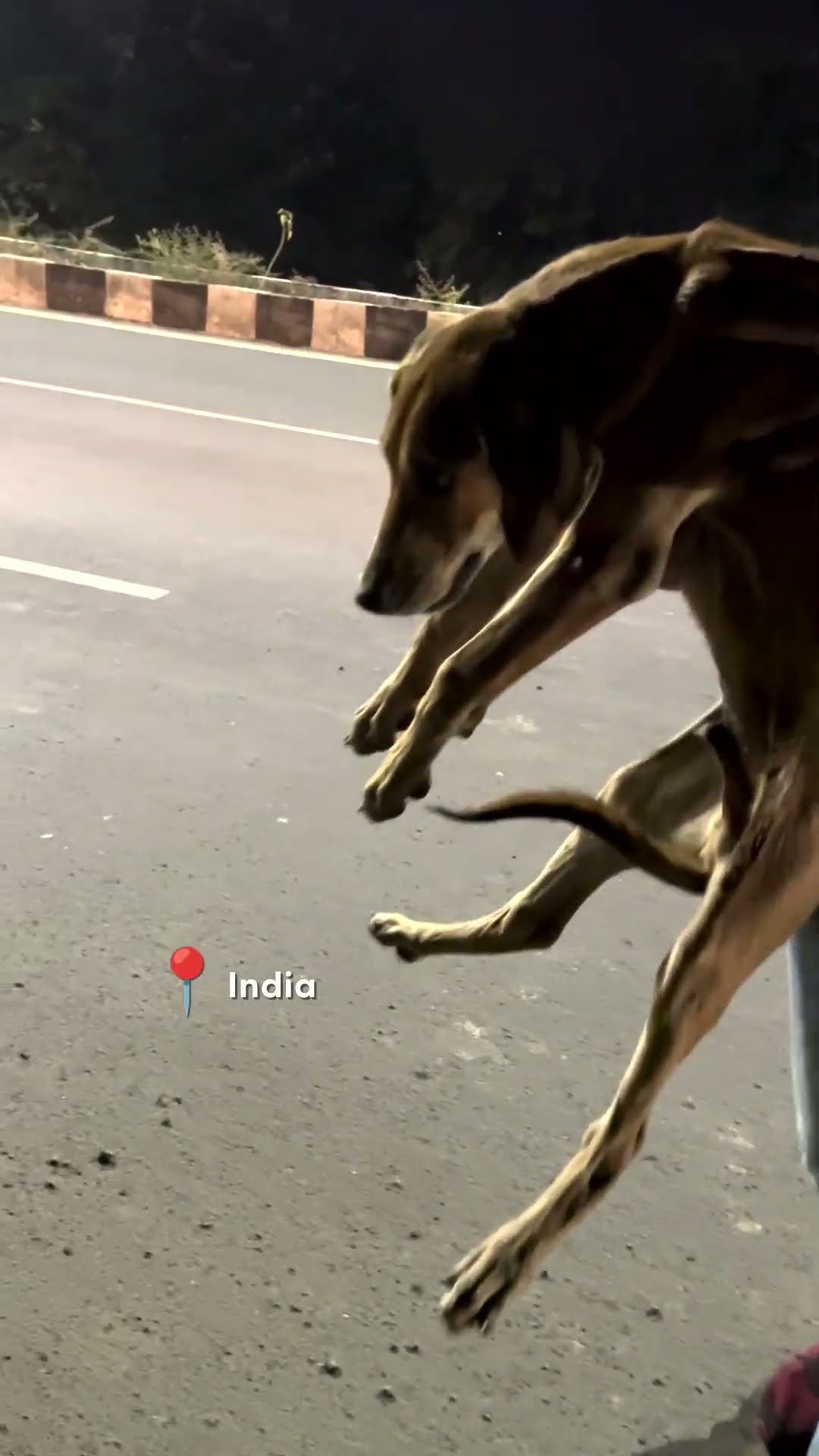 Dog Almost Run Over Is A Total Miracle | The Dodo