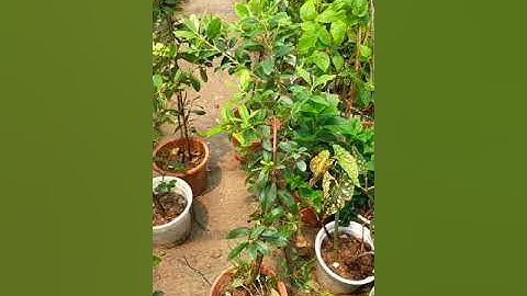 Bán cây sim ăn quả giống 0977973535