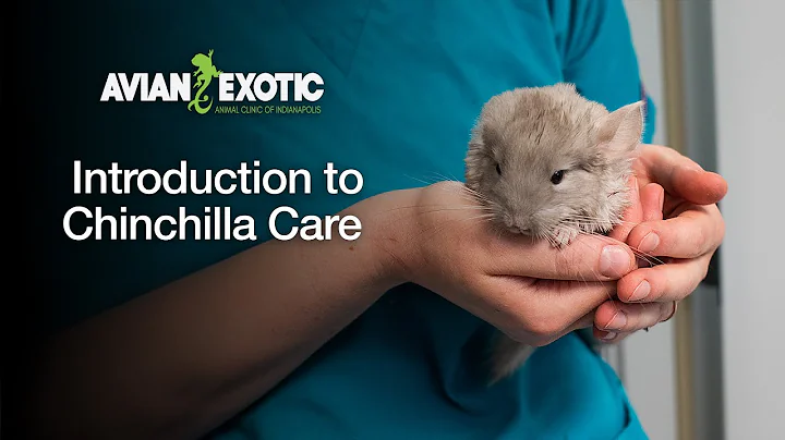 Introduction to Chinchilla Care