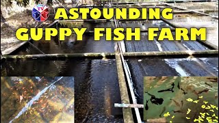 Astounding Guppy Fish Farm!