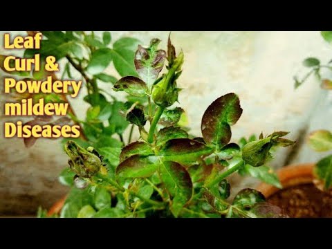 Leaves curling up on my Rose plant, Growing Guides