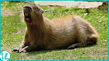 This is Why Animals Love Capybaras, The Chillest Rodents!