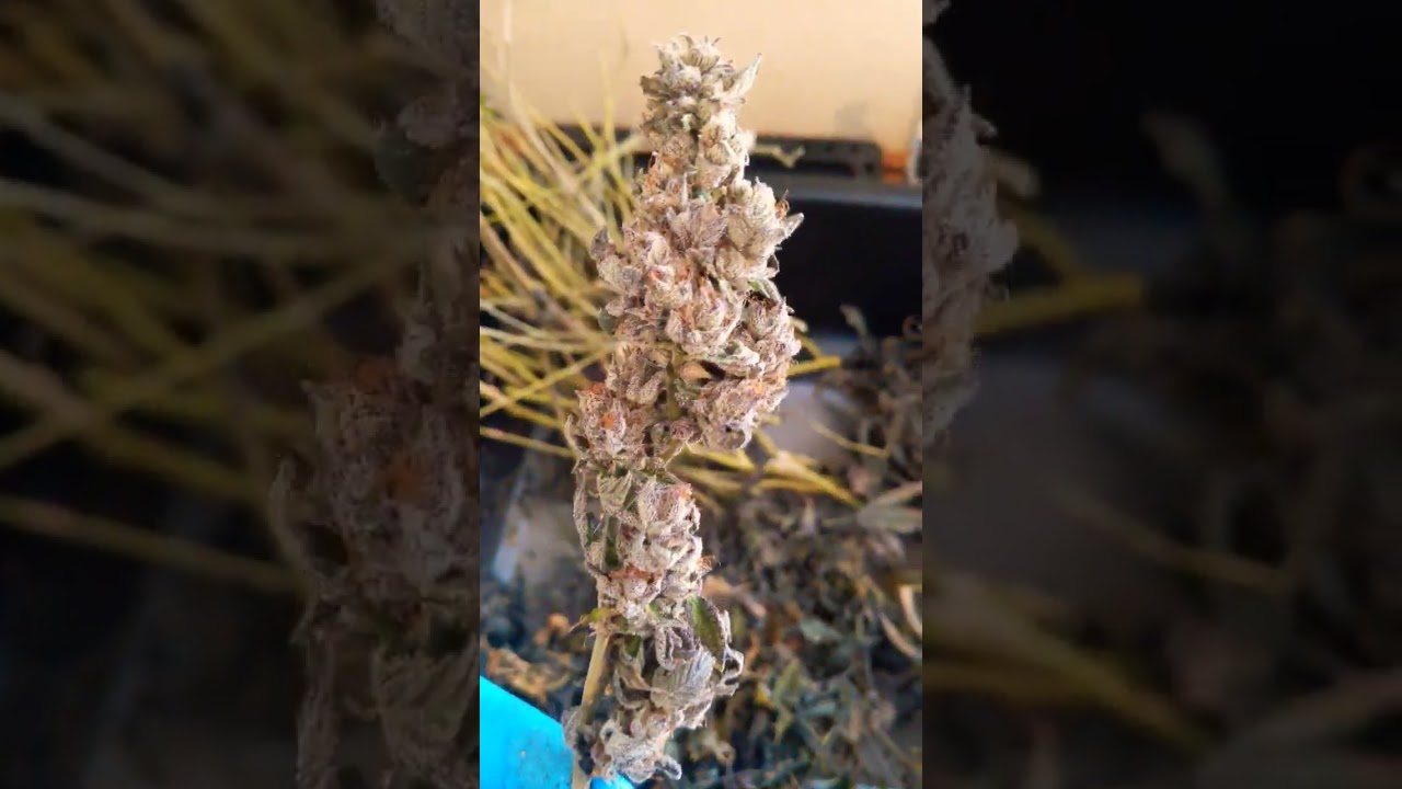 2023 blueberry Gelato harvest