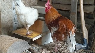 One Week After Installation of Automatic Chicken Feeder - Testing Chicken Intelligence