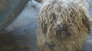 A New Life For All Animals The Hsuss Life-Changing Work