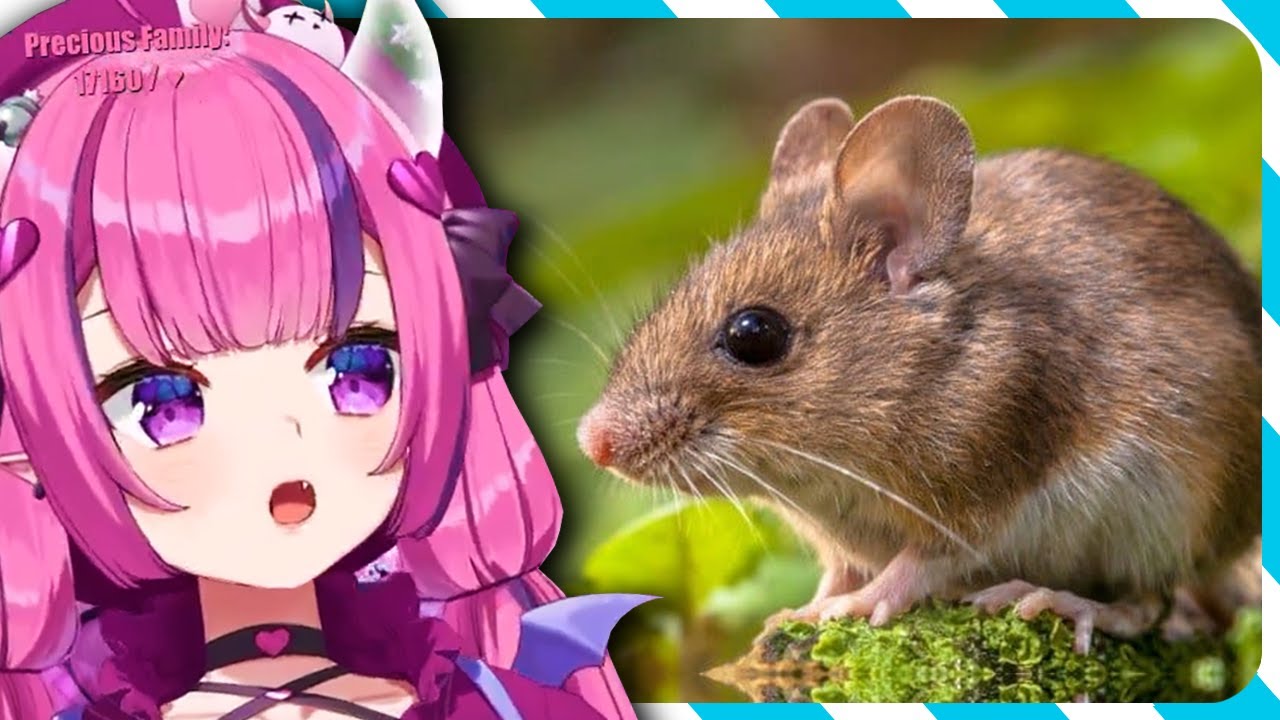 Mousey Mousey reveals where she lives - YouTube