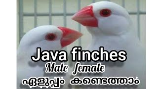 How to Easily Identify Male and Female Java Sparrows