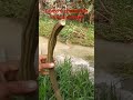 lmgar de metro # #natureza #roça #campo #ingar de metro