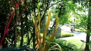 Balkonplant - Groen, Geel, Glitters