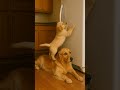 #shorts Golden Retriever Puppy's Fridge Quest #puppy #goldenretriever