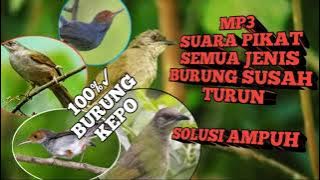 SUARA PIKAT BURUNG SUSAH TURUN || SUARA BURUNG KEPO