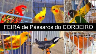 Feira de Pássaros e Gaiolas do Cordeiro 2 #passaros #criarpassaros #feiralivre