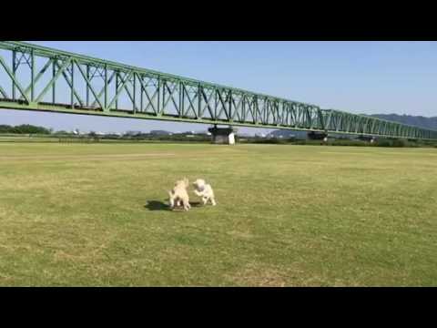 グリコビスコ