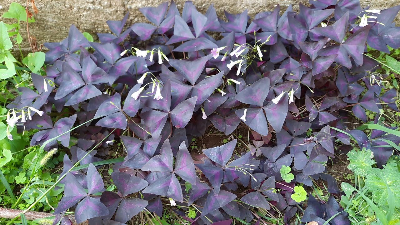 Oxalis. Uyku Yoncası Çiçeği.