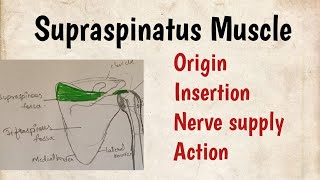 Supraspinatus muscle Origin, insertion, nerve supply, Action #supraspinatus