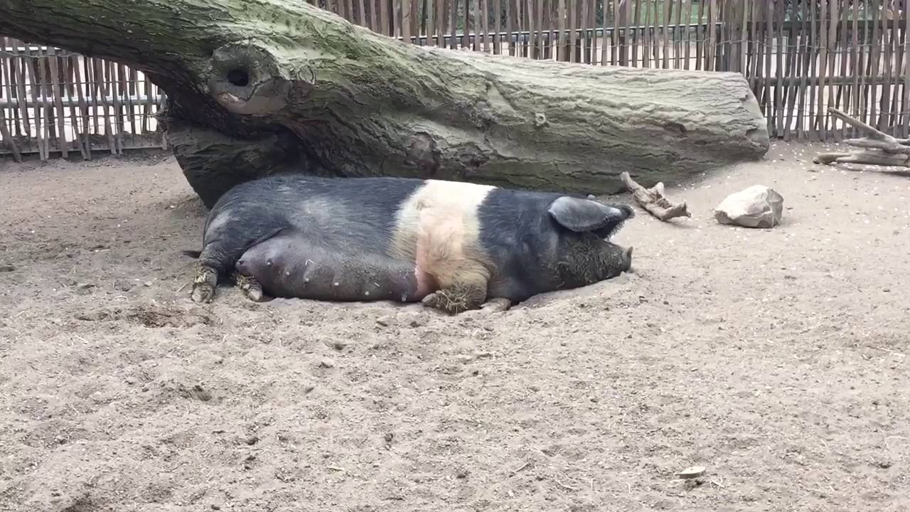 Hagenbeck Tierpark - Zoo - Hamburg - Germany