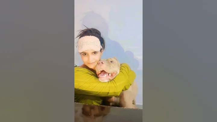 pitbull - cake lover 🐶🎂😂#shorts #pitbull #cake #doglover #reels #birthday #viral #like #funny #trend