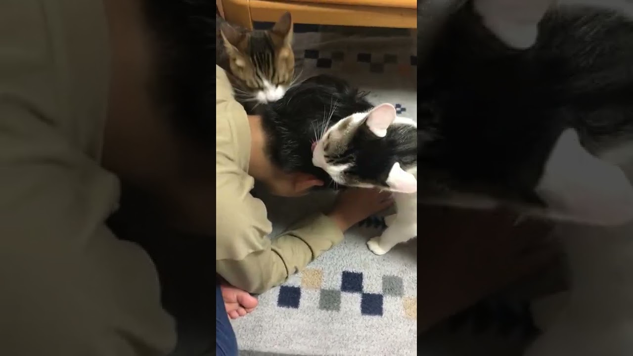 なぜ猫は頭をベロベロ舐めるのか Shorts Youtube