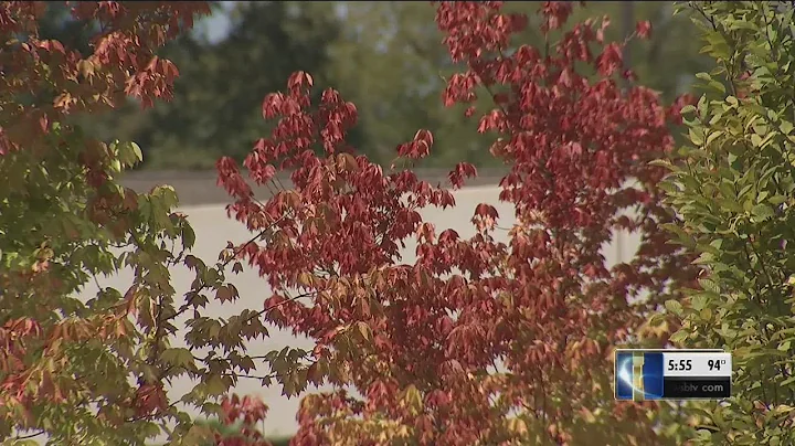 Georgia trees' fall colors are actually a warning sign