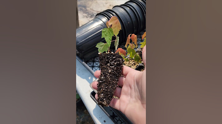 Grow Red Maple 🍁 from seed. #zone4 #garden #propagation