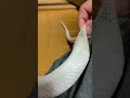 蛇のしっぽの脱皮見たことある？