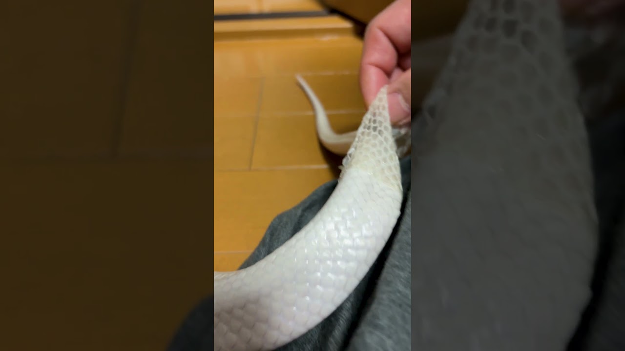 蛇のしっぽの脱皮見たことある？