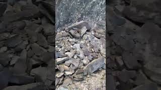 Download Lagu Galkap tebel a Si zong un ki it het lo uh hi. MP3