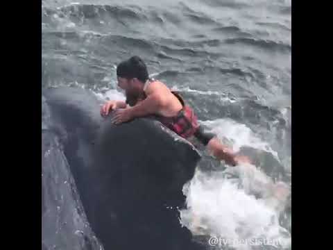 California Fisherman Risks Life To Save Whale