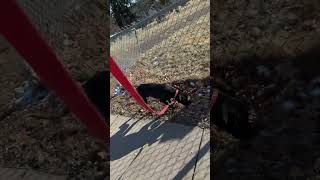 Little Walk On Christmas Day With My American Pitbull Terrier Puppy.