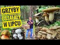 4K-Duże ilości ciekawych grzybów w lipcu. Grzyby oszalaly ;)