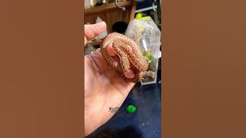 These are amazing snakes! #molinarosnakelab #childrenspython #python #australia #witchy #littlesnake