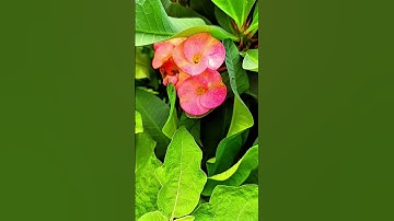 Cây Xương Rồng Hợp Tuổi Nào, Mệnh Nào Theo Phong Thủy Cổ Truyền? #xuong_rong #caycanh #cayphongthuy