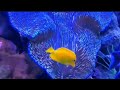 "Seattle Aquarium: Exploring the Mystical World of Marine Life | Amazing Ocean Journey" short#
