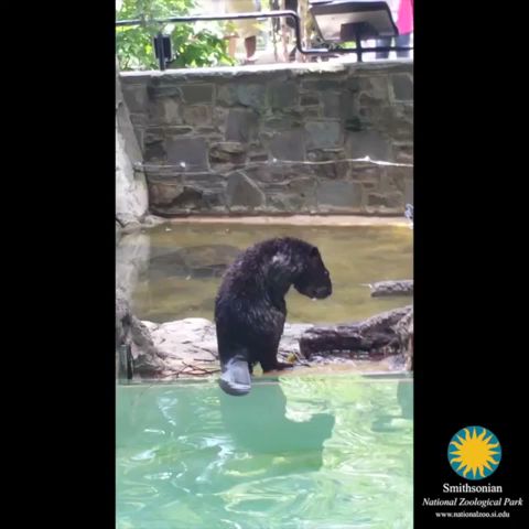 Sloth bear  Smithsonian's National Zoo and Conservation Biology Institute